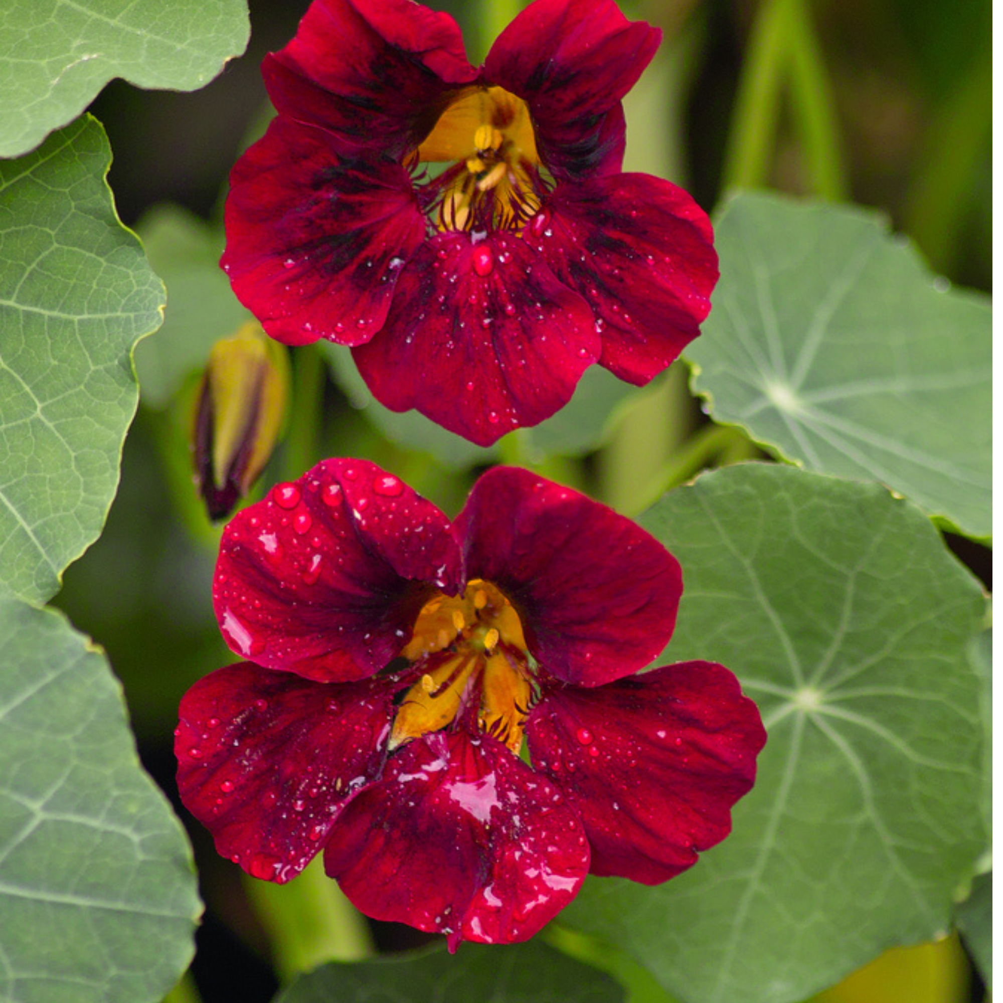 Sow the Magic Nasturtium Seed Packet - Thumbnail 2