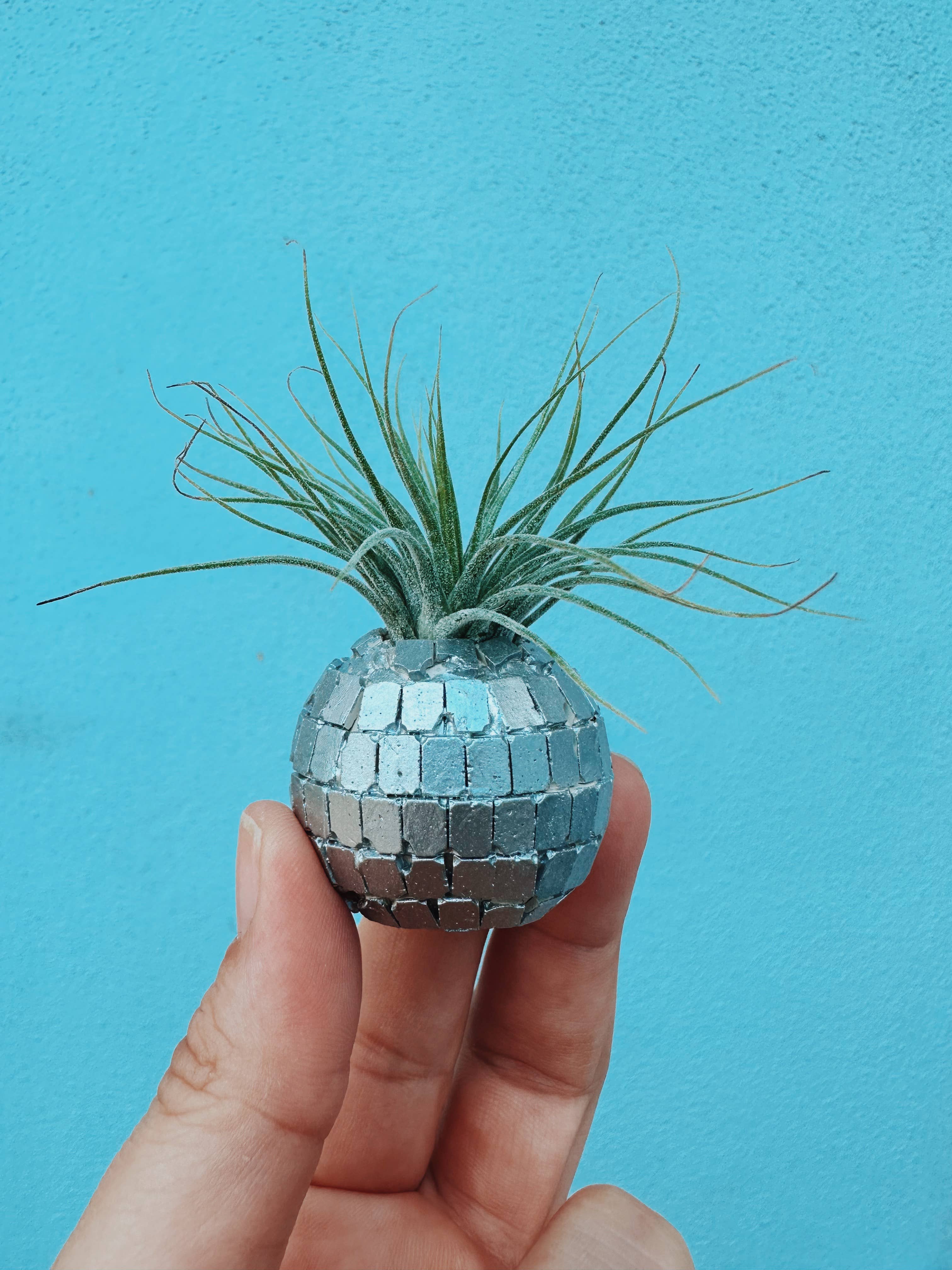 O'Berry's Succulents Disco Ball Planter - Thumbnail 5